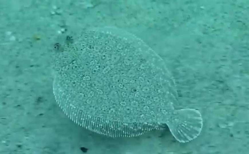 鳎目鱼
