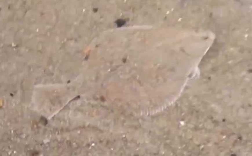 鳎目鱼