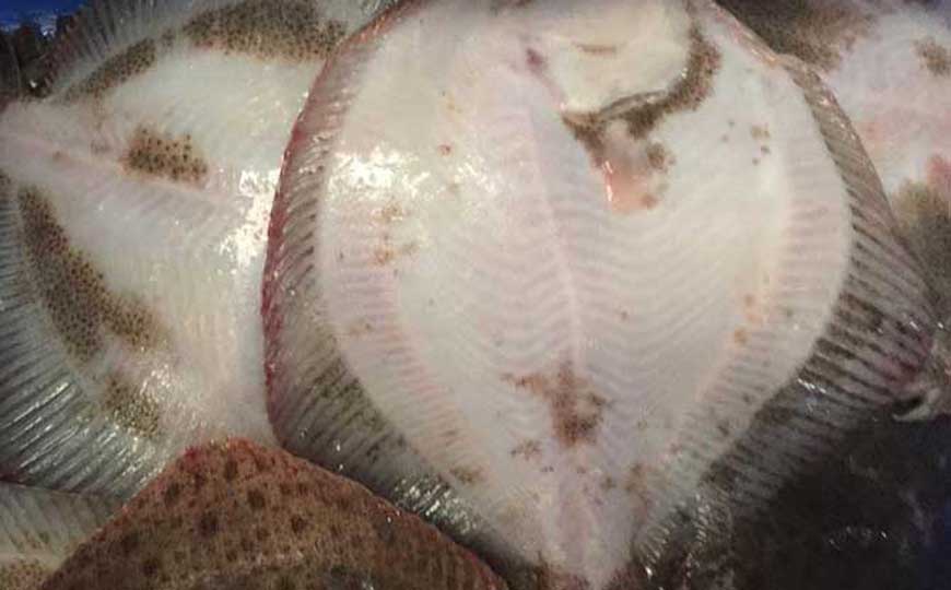 鳎目鱼