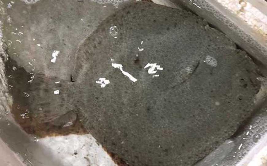 鳎目鱼