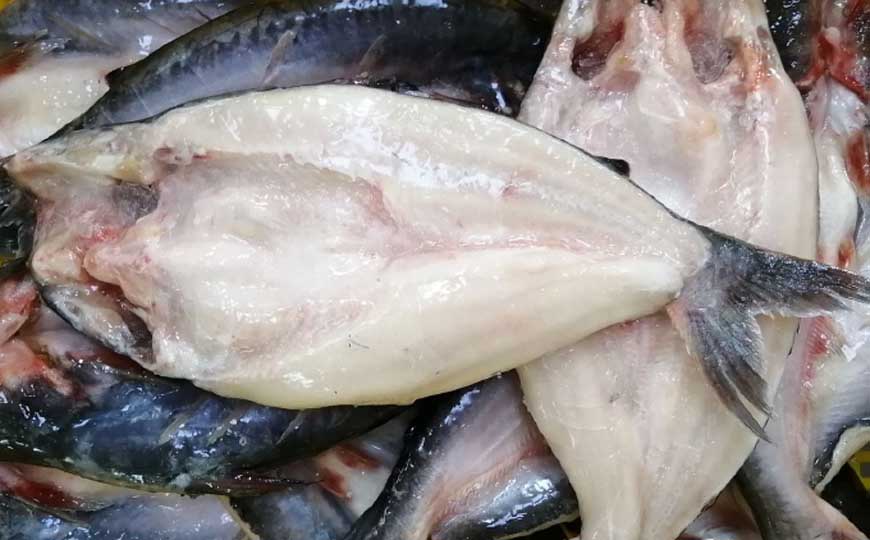 巴沙鱼