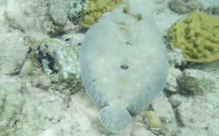 鳎目鱼