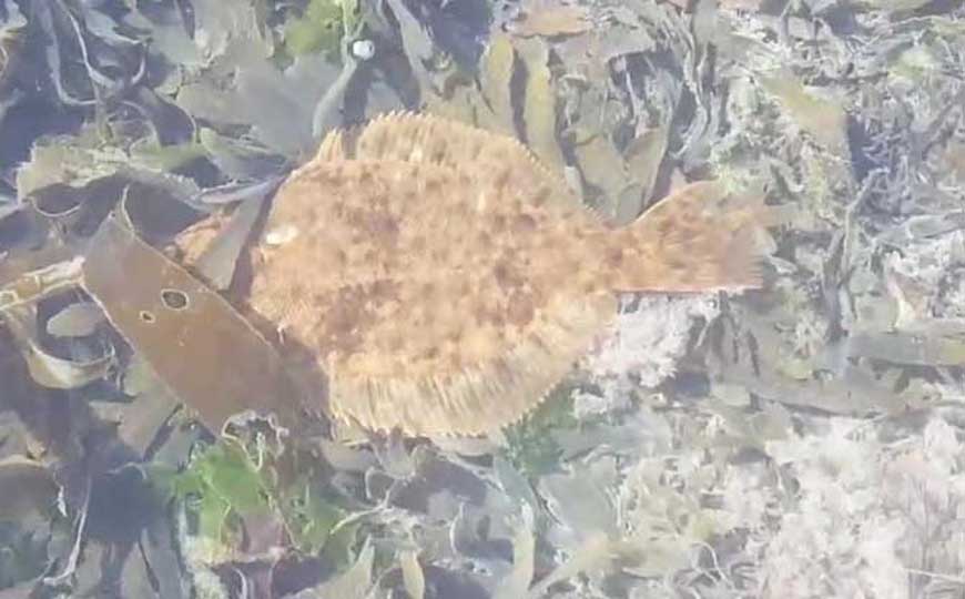 鳎目鱼