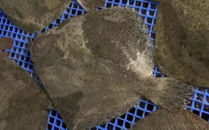 鳎目鱼是比目鱼吗？
