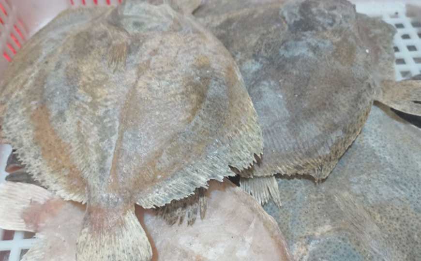鳎目鱼