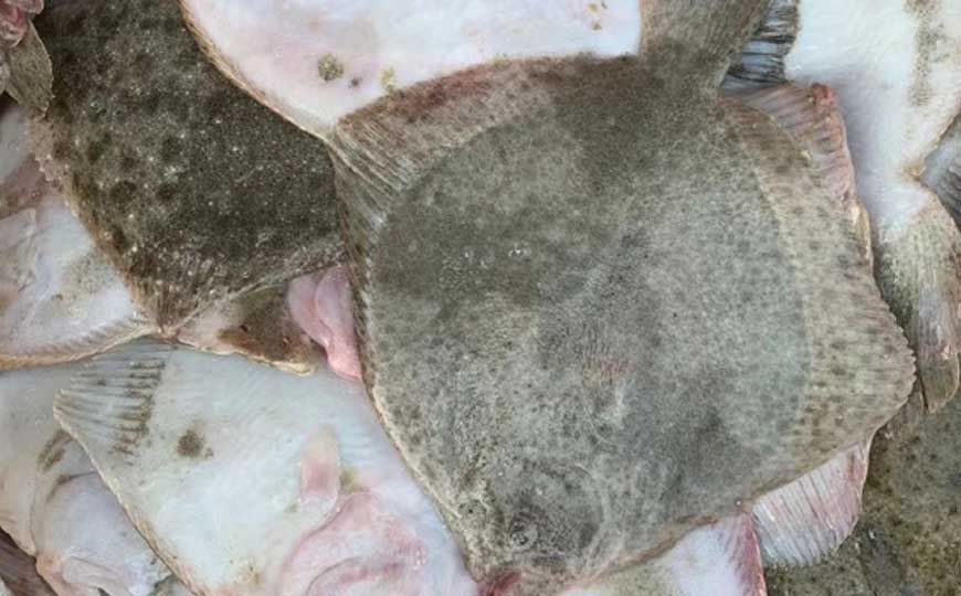 鳎目鱼为什么要扒皮？