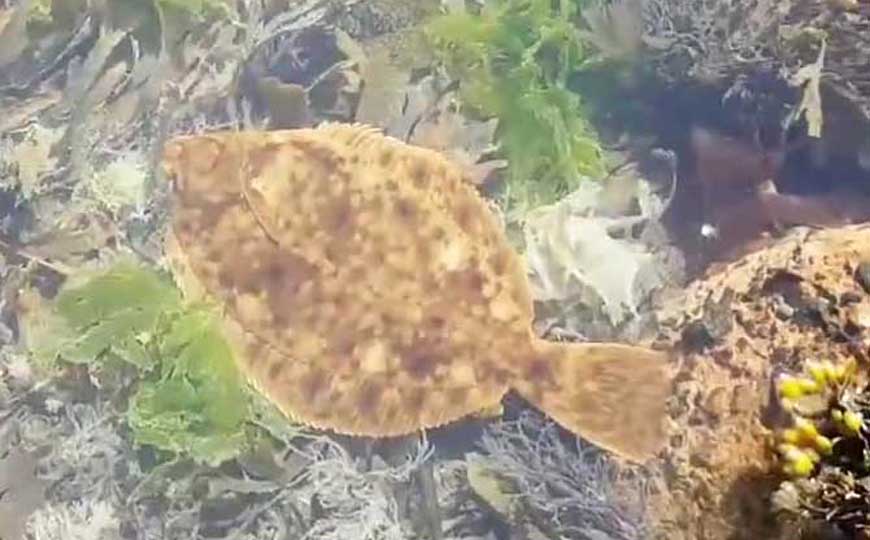 鲆鱼
