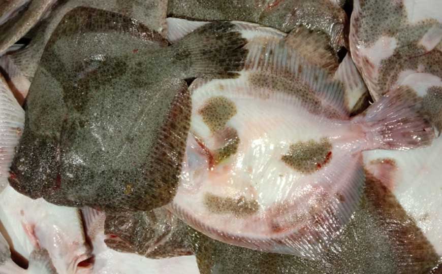 鲆鱼