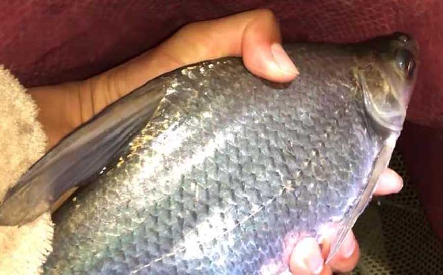 鳊鱼