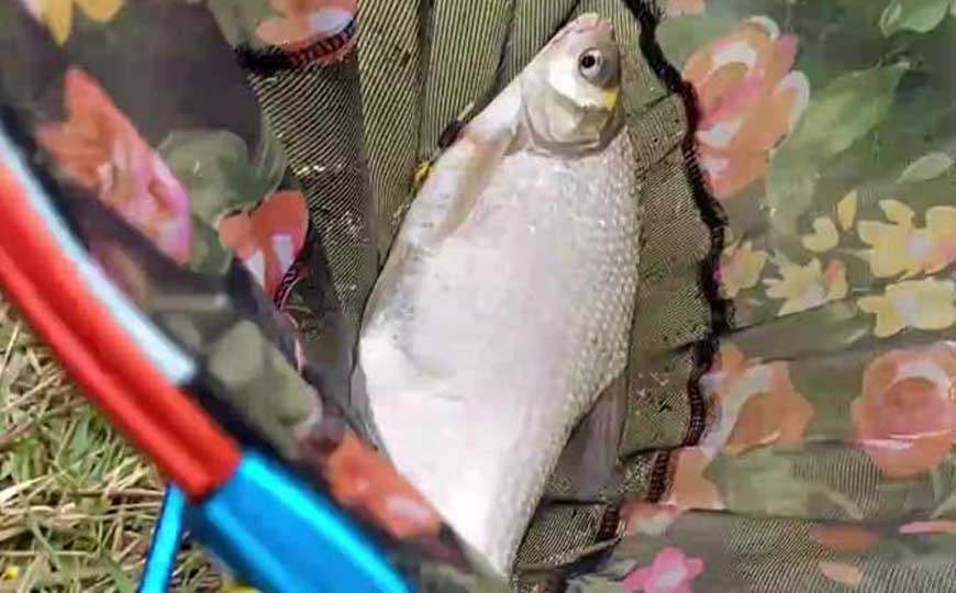 鳊鱼
