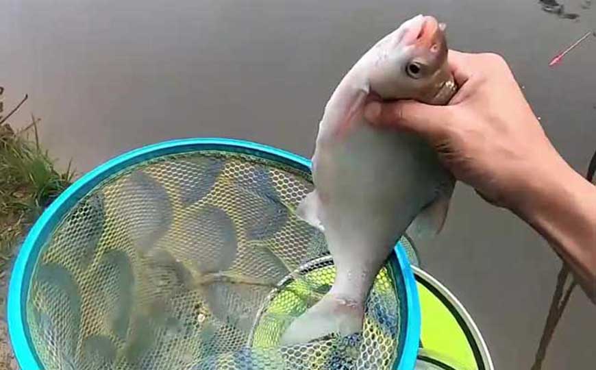 鳊鱼