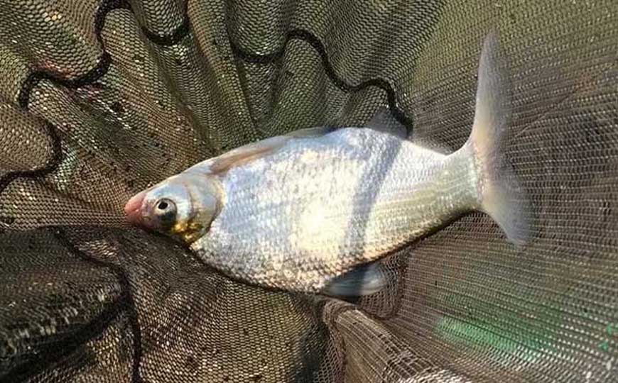 鳊鱼