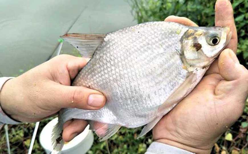 鳊鱼