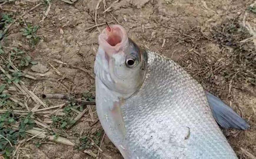 鳊鱼