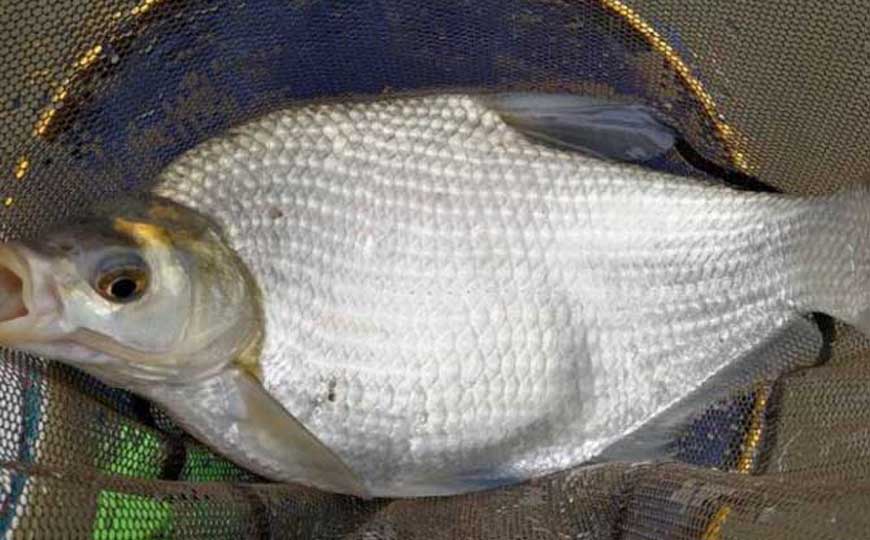鳊鱼