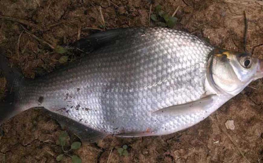 鳊鱼