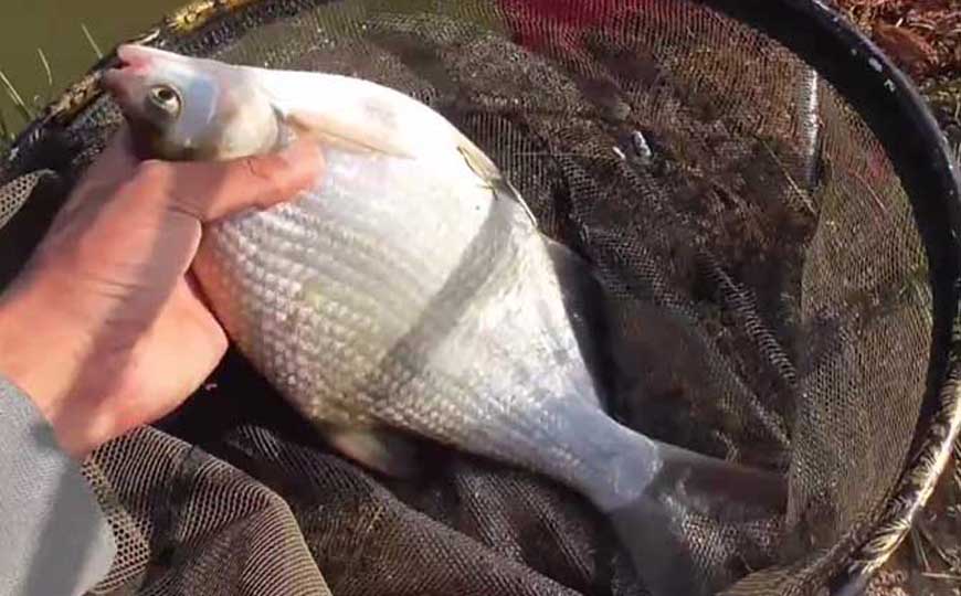 鳊花鱼