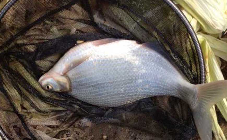 鳊花鱼
