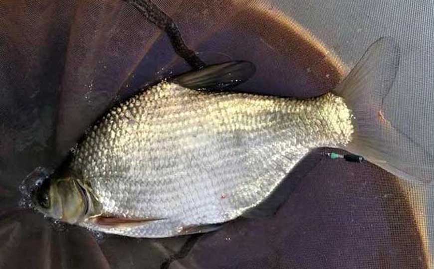 鳊花鱼和武昌鱼的区别