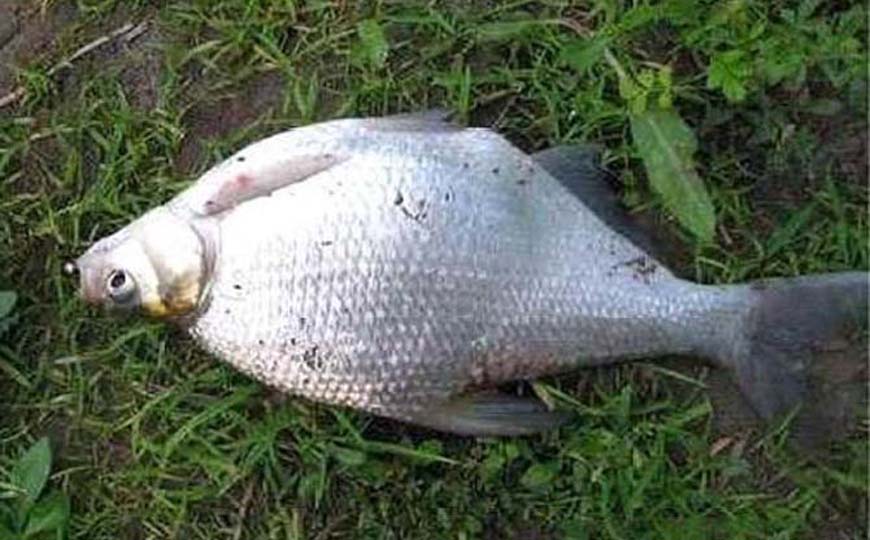 鳊花鱼