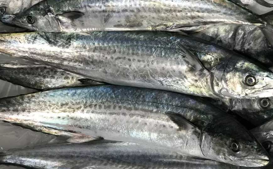 蓝点马鲛