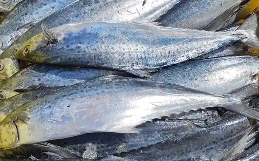 蓝点马鲛