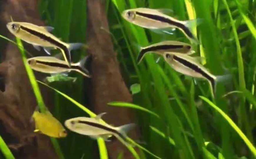 黑白线鱼