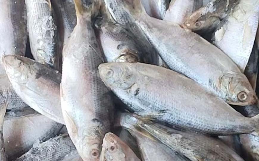 海鲫鱼