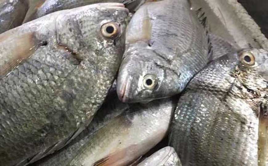 海鲫鱼