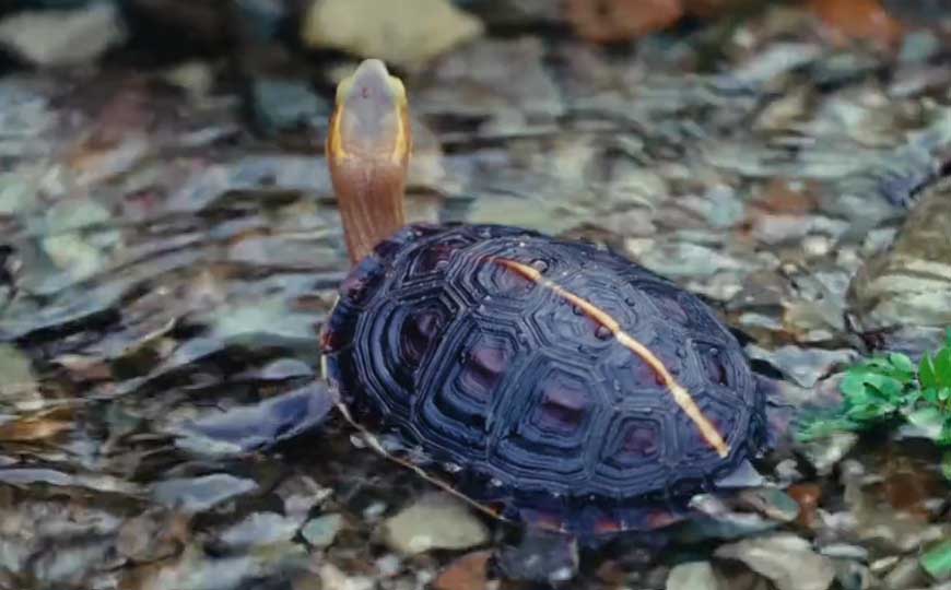 黄缘闭壳龟