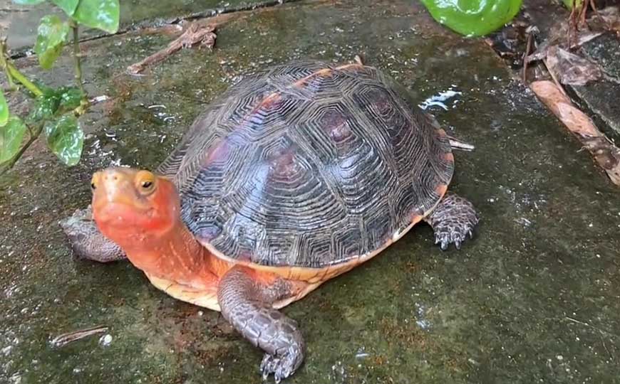 山龟