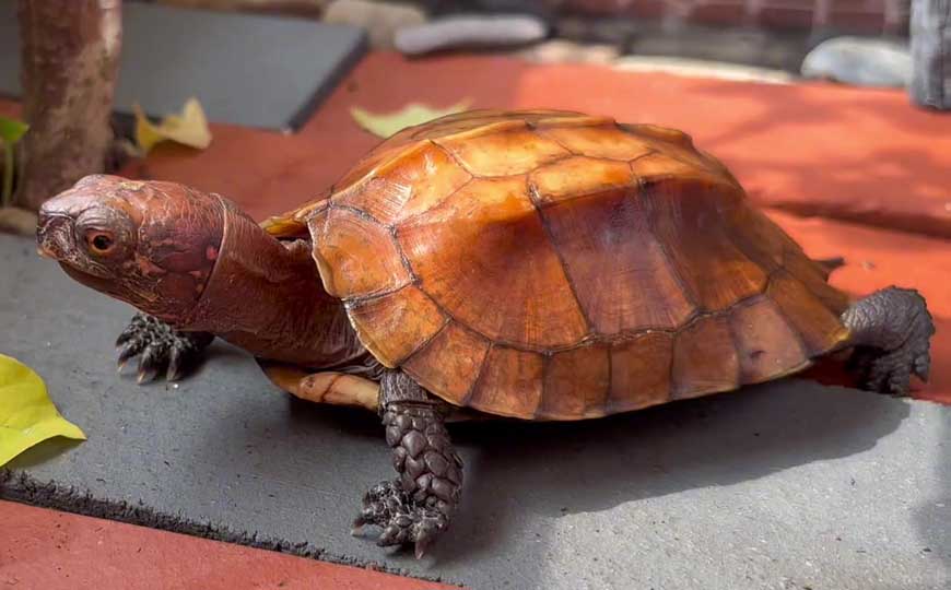 锯缘闭壳龟