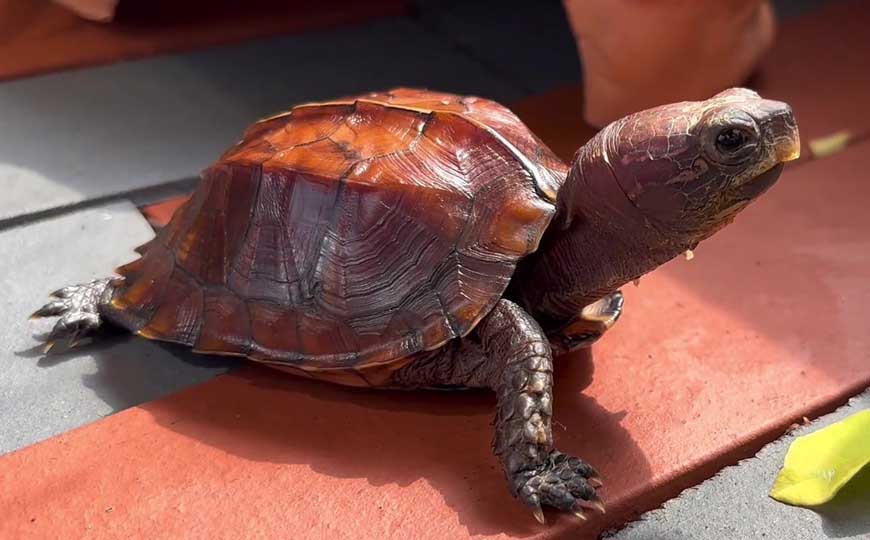 锯缘闭壳龟