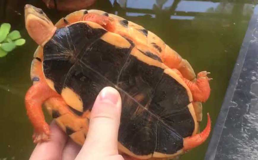 金线龟