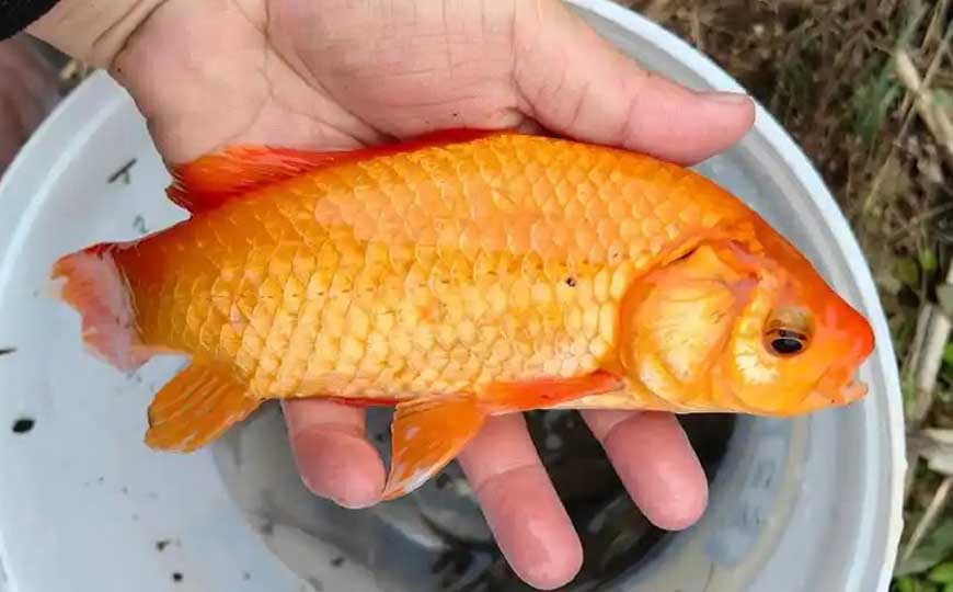 金鲫鱼怎么养才好养？