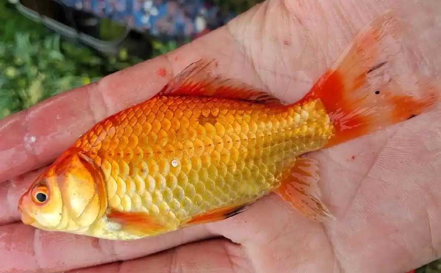 金鲫鱼