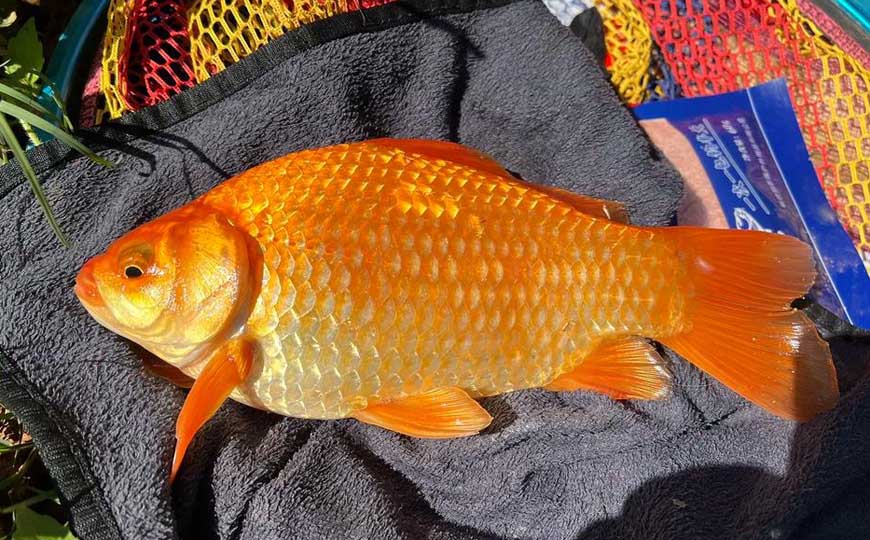 红鲫鱼怎么分辨雌雄？