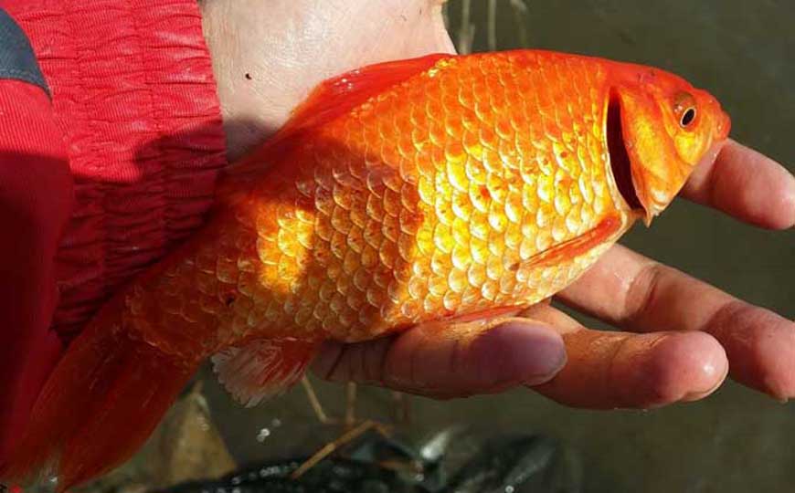 红鲫鱼