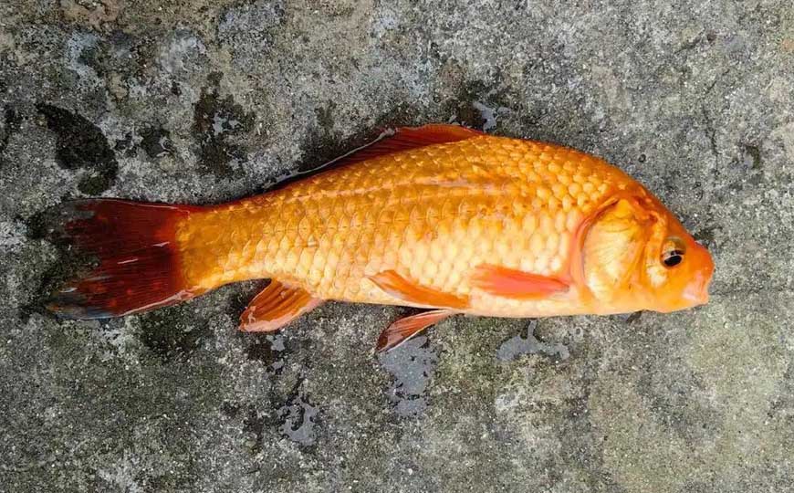 养红鲫鱼多久喂一次？