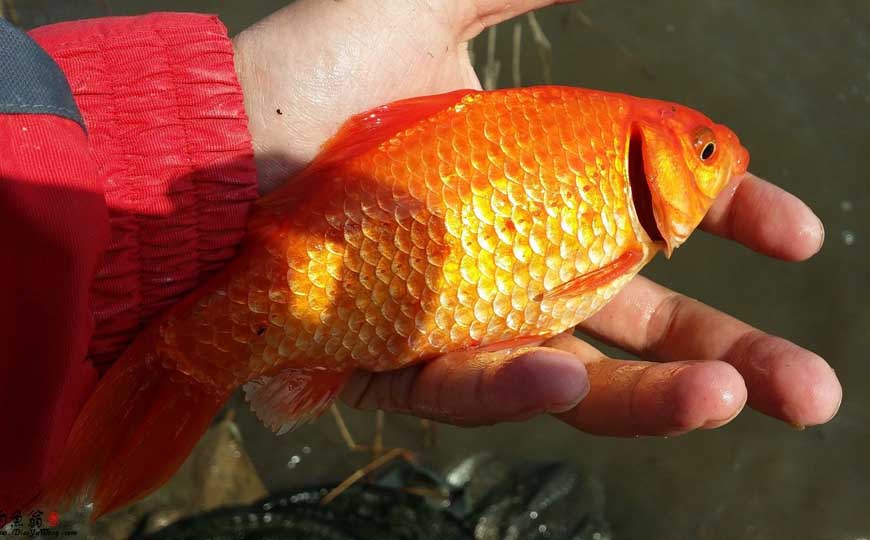 金鲫鱼是什么鱼？