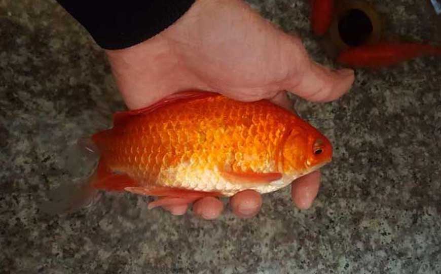 金鲫鱼