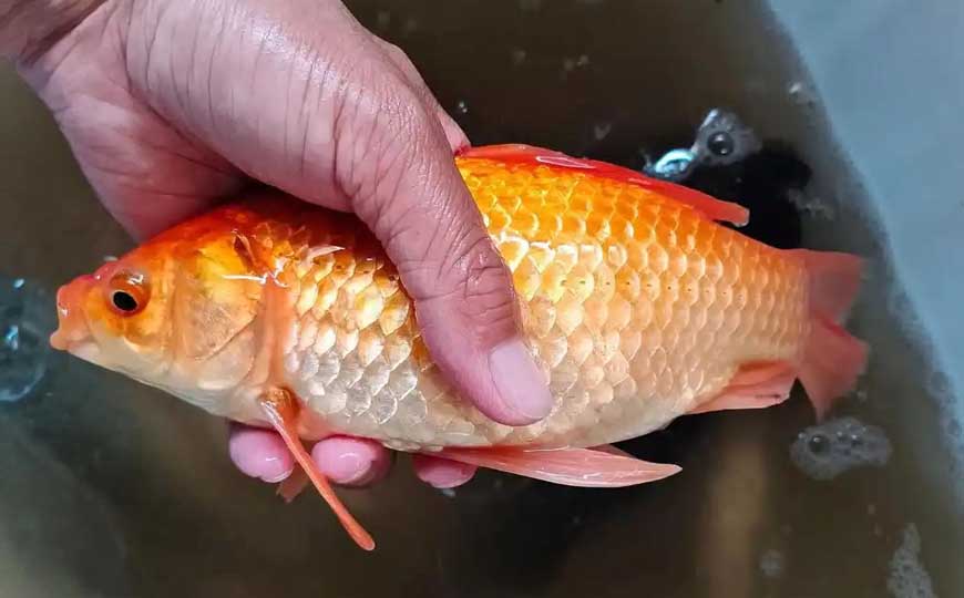 金鲫鱼