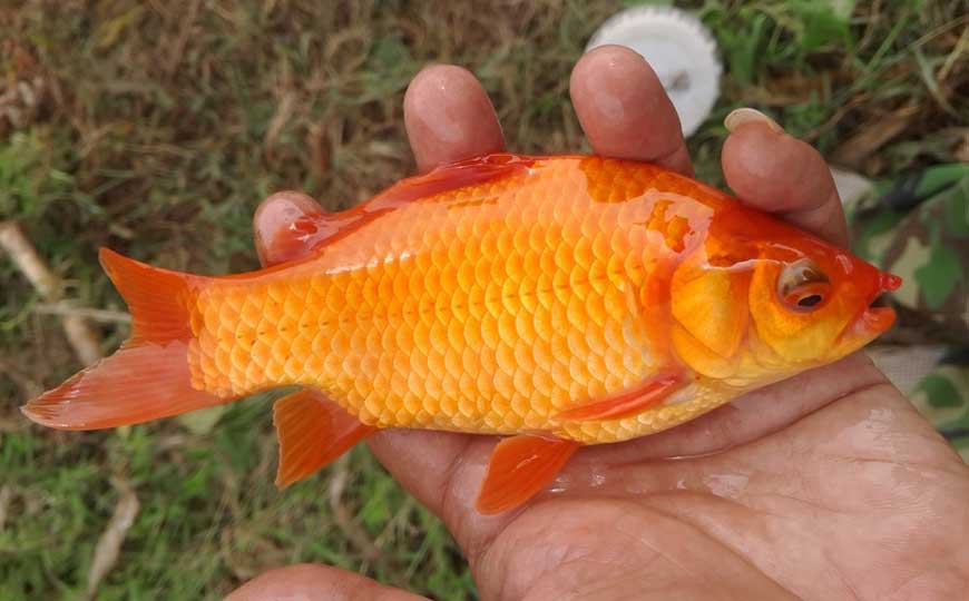 金鲫鱼