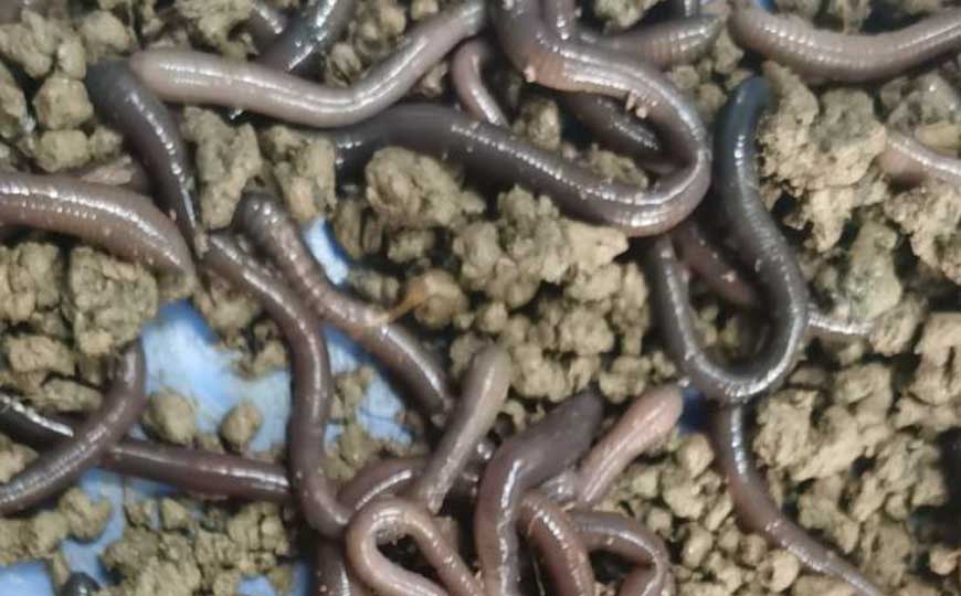 威廉环毛蚓