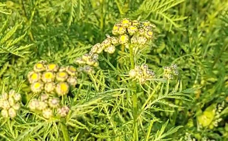 艾菊