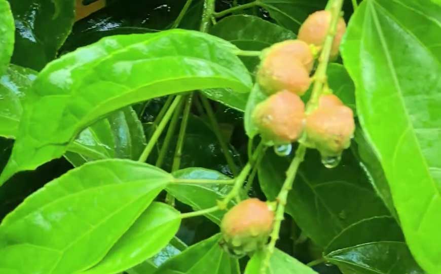 巴豆