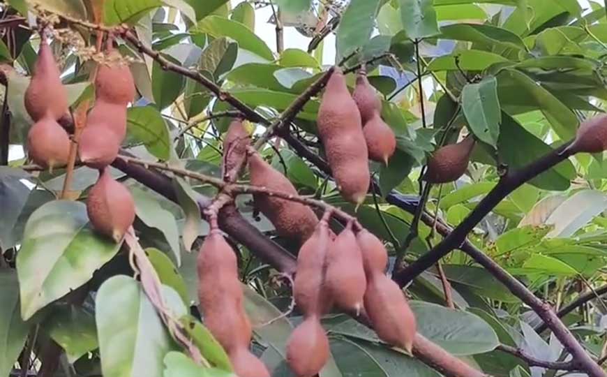 巴豆藤