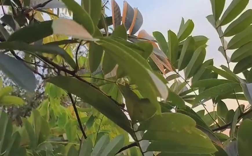 巴豆藤