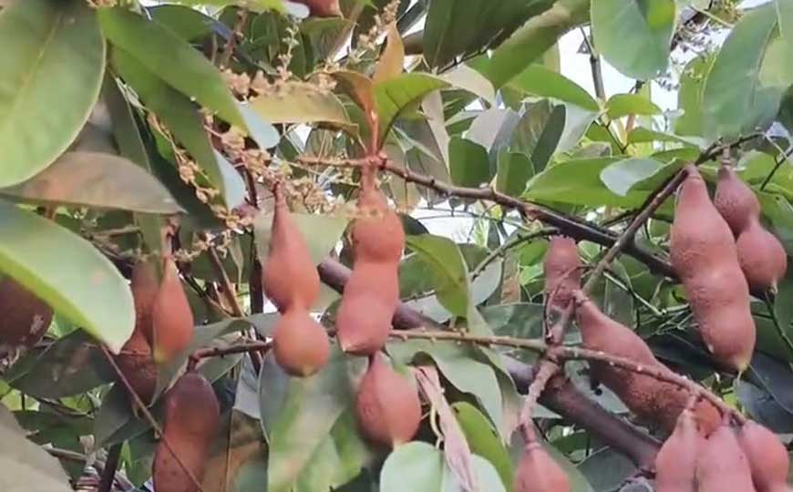 巴豆藤